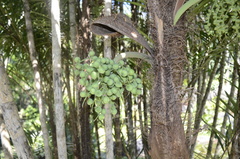 Bactris setosa