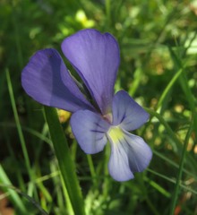 Viola merxmuelleri