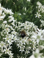 Bombus affinis