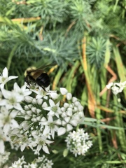 Bombus affinis