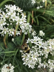 Bombus affinis