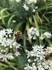 Bombus affinis