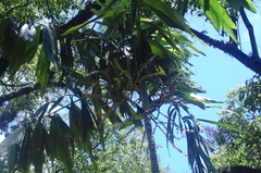 Brassiophoenix schumannii