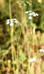 Perideridia gairdneri