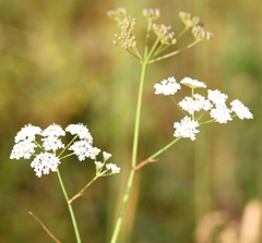 Perideridia gairdneri