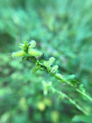 Rhopalomyia anthophila