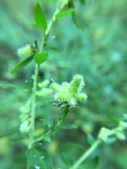 Rhopalomyia anthophila