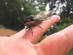 Neotibicen lyricen engelhardti