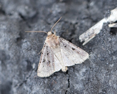 Chersotis rectangula
