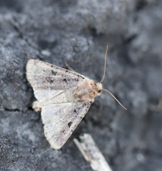 Chersotis rectangula