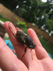 Neotibicen lyricen engelhardti