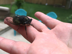 Neotibicen lyricen engelhardti