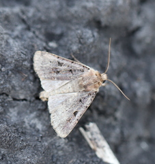 Chersotis rectangula