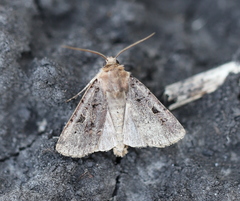 Chersotis rectangula
