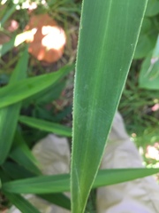 Liliopsida