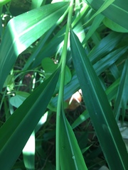 Liliopsida