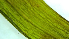 Potamogeton zosteriformis