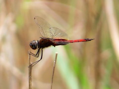 Tramea transmarina