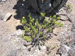 Gutierrezia espinosae