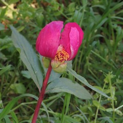 Paeonia mascula