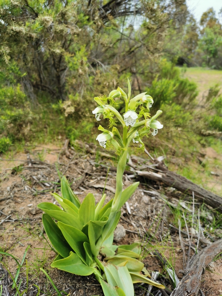Bipinnula fimbriata
