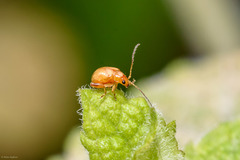 Longitarsus jacobaeae