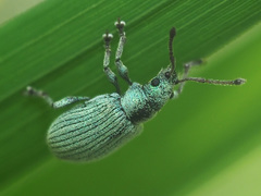 Phyllobius roboretanus