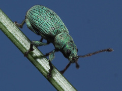 Phyllobius roboretanus