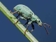 Phyllobius roboretanus