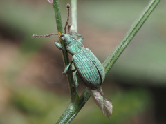 Phyllobius roboretanus
