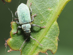 Phyllobius roboretanus