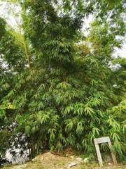 Bambusa vulgaris vittata