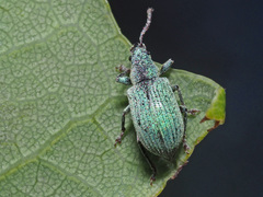 Phyllobius roboretanus