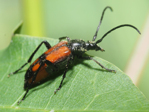 Dvijuostis Grakštenis nuotrauka