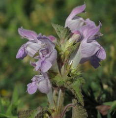 Lamium garganicum