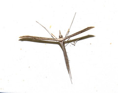 Hellinsia longifrons