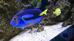 Paracanthurus