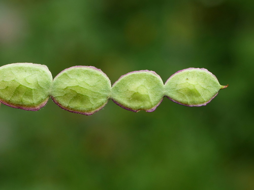Alpine sainfoin