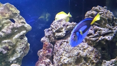 Paracanthurus