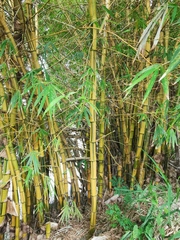 Bambusa vulgaris vittata