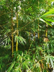 Bambusa vulgaris vittata