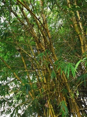 Bambusa vulgaris vittata