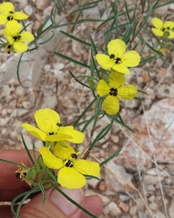 Oenothera berlandieri pinifolia