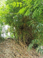 Bambusa vulgaris vittata