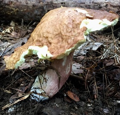 Boletus separans