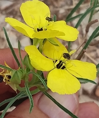 Oenothera berlandieri pinifolia