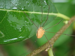Leiobunum politum