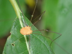 Leiobunum politum