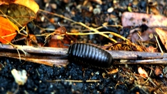 Arthrosphaera
