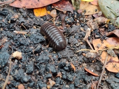 Arthrosphaera